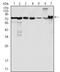 Lipoma-preferred partner antibody, A01240, Boster Biological Technology, Western Blot image 