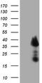 Transcription Elongation Factor A Like 1 antibody, LS-C794109, Lifespan Biosciences, Western Blot image 