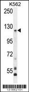 Protocadherin Gamma Subfamily A, 8 antibody, TA324456, Origene, Western Blot image 