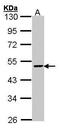 Flap Structure-Specific Endonuclease 1 antibody, GTX101777, GeneTex, Western Blot image 