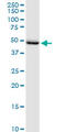 PC4 And SFRS1 Interacting Protein 1 antibody, LS-C133679, Lifespan Biosciences, Western Blot image 