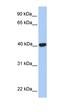 GA Binding Protein Transcription Factor Subunit Beta 1 antibody, orb325603, Biorbyt, Western Blot image 
