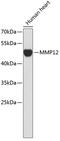 Matrix Metallopeptidase 12 antibody, 16-863, ProSci, Western Blot image 