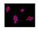 Transient Receptor Potential Cation Channel Subfamily M Member 7 antibody, A00789-1, Boster Biological Technology, Immunofluorescence image 