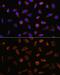 Apoptosis Inducing Factor Mitochondria Associated 1 antibody, GTX32428, GeneTex, Immunocytochemistry image 