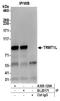 TRNA Methyltransferase 1 Like antibody, A305-120A, Bethyl Labs, Immunoprecipitation image 