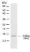 C-C motif chemokine 17 antibody, 710008, Invitrogen Antibodies, Western Blot image 