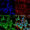 Gamma-Aminobutyric Acid Type A Receptor Alpha5 Subunit antibody, MA5-27700, Invitrogen Antibodies, Immunofluorescence image 