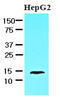 Fatty Acid Binding Protein 1 antibody, LS-B3001, Lifespan Biosciences, Western Blot image 