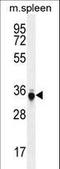 Tumor Protein P53 Inducible Nuclear Protein 1 antibody, LS-C160126, Lifespan Biosciences, Western Blot image 