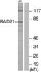 Double-strand-break repair protein rad21 homolog antibody, LS-B9251, Lifespan Biosciences, Western Blot image 