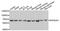 Killer Cell Immunoglobulin Like Receptor, Three Ig Domains And Short Cytoplasmic Tail 1 antibody, PA5-76457, Invitrogen Antibodies, Western Blot image 