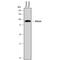 Afamin antibody, AF8065, R&D Systems, Western Blot image 