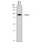 Alpha-albumin antibody, AF8065, R&D Systems, Western Blot image 