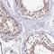 Tektin 1 antibody, HPA044444, Atlas Antibodies, Immunohistochemistry frozen image 