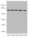 Succinate Dehydrogenase Complex Subunit D antibody, A54455-100, Epigentek, Western Blot image 