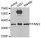 Fc Fragment Of IgM Receptor antibody, A6320, ABclonal Technology, Western Blot image 