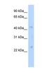 Connexin-37 antibody, NBP1-80512, Novus Biologicals, Western Blot image 