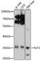 Kruppel Like Factor 1 antibody, 13-736, ProSci, Western Blot image 