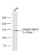 Integrin Subunit Alpha 3 antibody, orb10925, Biorbyt, Western Blot image 