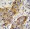 Ankyrin Repeat Domain 39 antibody, LS-C156369, Lifespan Biosciences, Immunohistochemistry paraffin image 