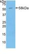 Pappalysin-1 antibody, LS-C304231, Lifespan Biosciences, Western Blot image 