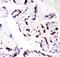 CCAAT Enhancer Binding Protein Beta antibody, PA5-79030, Invitrogen Antibodies, Immunohistochemistry paraffin image 