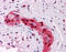 SRY-Box 9 antibody, 51-513, ProSci, Immunohistochemistry paraffin image 