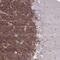 GPRIN Family Member 3 antibody, HPA057666, Atlas Antibodies, Immunohistochemistry frozen image 