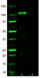 PSD-93 (Chapsyn-110) antibody, 818302, BioLegend, Western Blot image 