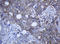 RAB21, Member RAS Oncogene Family antibody, LS-C174514, Lifespan Biosciences, Immunohistochemistry paraffin image 