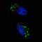 Microtubule Associated Protein 1 Light Chain 3 Beta antibody, PA5-35195, Invitrogen Antibodies, Immunofluorescence image 