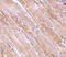 Emerin antibody, 4031, ProSci Inc, Immunohistochemistry frozen image 