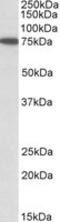 Sorting Nexin 1 antibody, MBS422163, MyBioSource, Western Blot image 