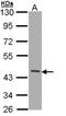 CD1b Molecule antibody, NBP1-33254, Novus Biologicals, Western Blot image 