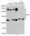 Zinc Finger E-Box Binding Homeobox 1 antibody, LS-C335158, Lifespan Biosciences, Western Blot image 