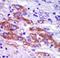 Casein kinase I isoform delta antibody, LS-C100598, Lifespan Biosciences, Immunohistochemistry frozen image 