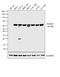 SMAD Family Member 4 antibody, PA5-34806, Invitrogen Antibodies, Western Blot image 