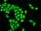 Ring Finger Protein 40 antibody, GTX33467, GeneTex, Immunofluorescence image 