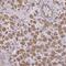Transient Receptor Potential Cation Channel Subfamily V Member 6 antibody, PA5-64070, Invitrogen Antibodies, Immunohistochemistry frozen image 