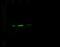 BCL2 Like 1 antibody, GTX02028, GeneTex, Western Blot image 
