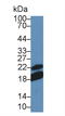 CD28 antibody, LS-C691166, Lifespan Biosciences, Western Blot image 
