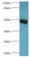 Glycine Amidinotransferase antibody, MBS1498902, MyBioSource, Western Blot image 