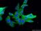 S100 Calcium Binding Protein A13 antibody, 14987-1-AP, Proteintech Group, Immunofluorescence image 