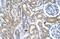 Transcription Factor Dp-2 antibody, PA5-68596, Invitrogen Antibodies, Immunohistochemistry paraffin image 