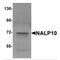 NLR Family Pyrin Domain Containing 10 antibody, MBS151157, MyBioSource, Western Blot image 