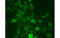 Potassium Voltage-Gated Channel Subfamily C Member 1 antibody, MBS837712, MyBioSource, Immunofluorescence image 