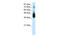 JunB Proto-Oncogene, AP-1 Transcription Factor Subunit antibody, 31-233, ProSci, Western Blot image 