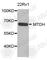 Metadherin antibody, A5887, ABclonal Technology, Western Blot image 