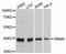 RNA Binding Motif Protein 4 antibody, STJ25315, St John